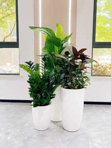 宁波奉化植物出租服务好